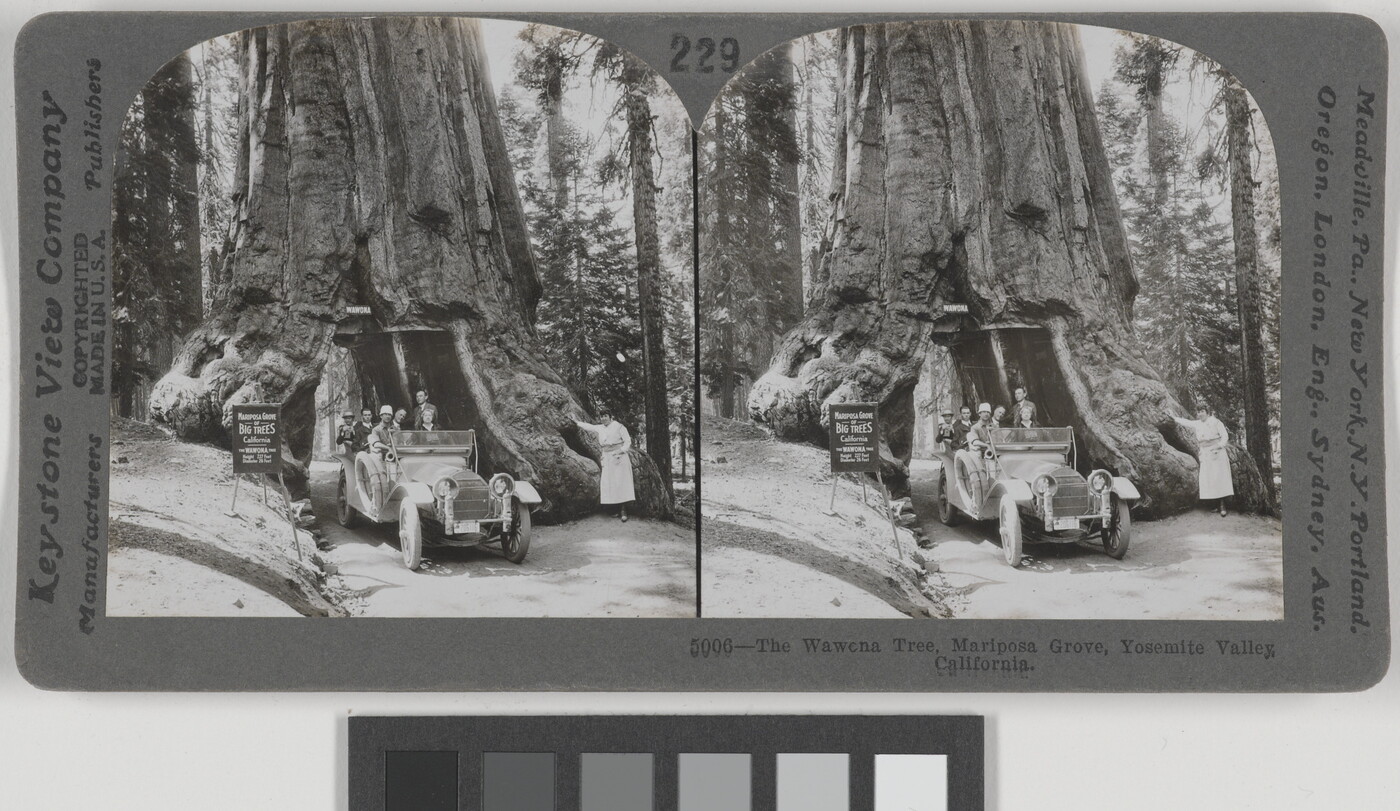 Two almost identical black-and-white photographs side by side of people in a car driving through a tunnel carved through the trunk of a large tree.