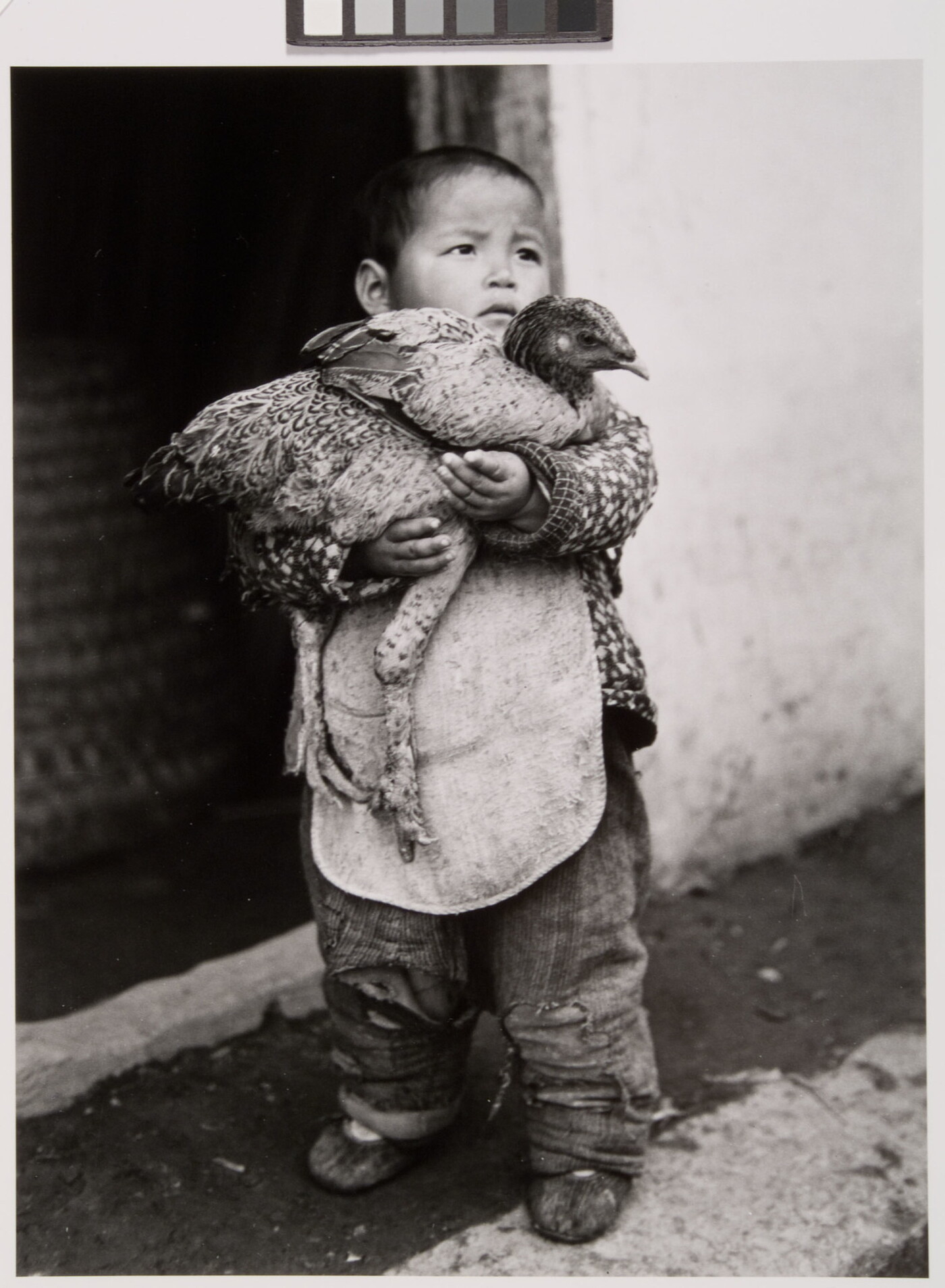 A black-and-white photograph of a Chinese boy toddler holding a chicken in his arms.