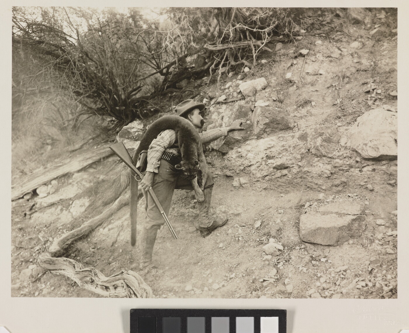 A black-and-white photograph of a White man climbing a rocky ridge holding a rifle with a mountain lion carcass over his shoulder.