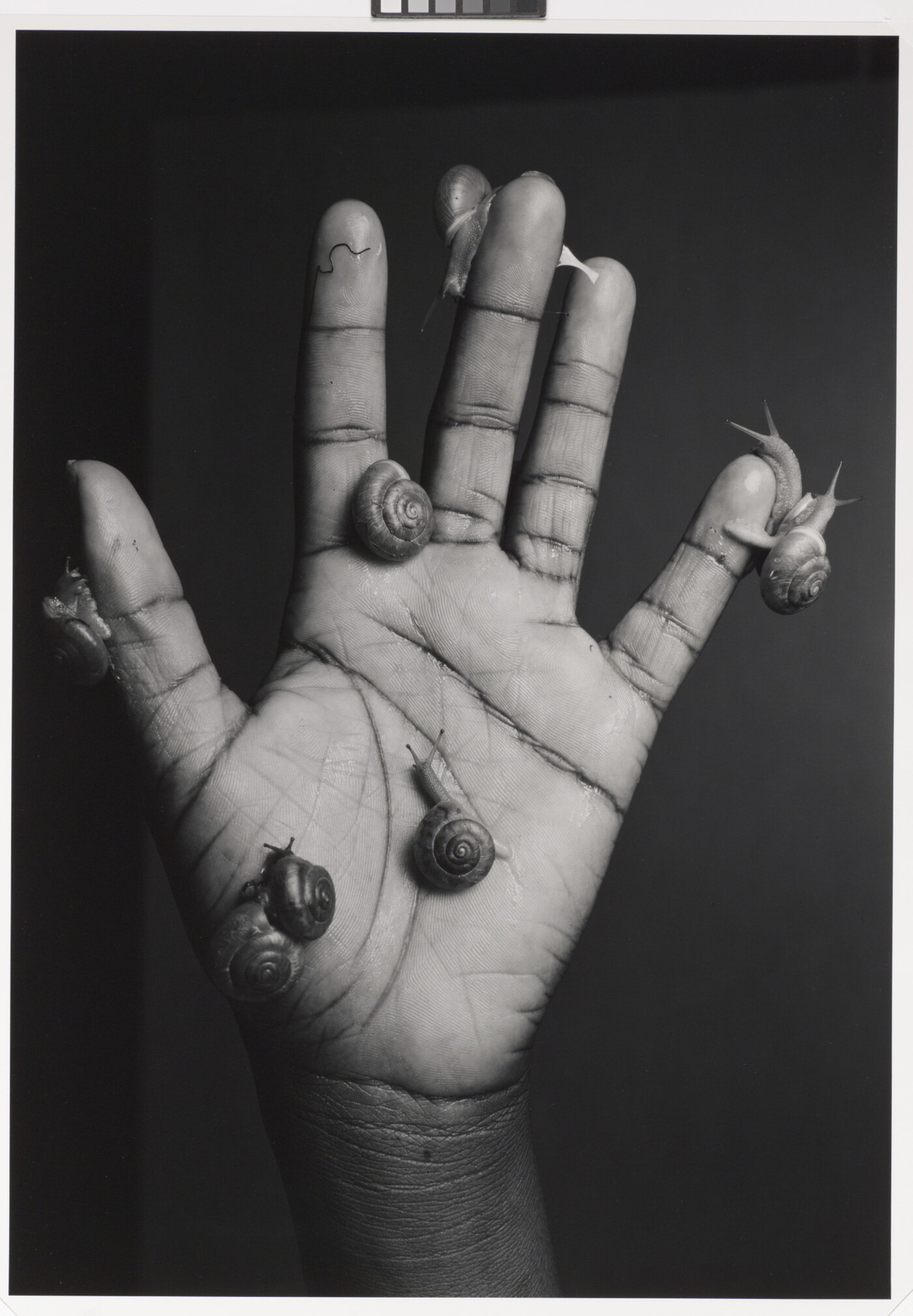 A black-and-white photograph of a open-palmed hand covered with snails crawling on the fingers and palm.