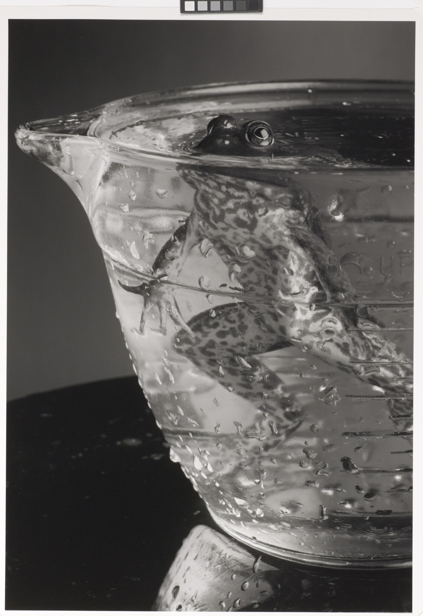 A black-and-white photograph of a frog hovering in a glass bowl filled with water, eyes just above the surface.