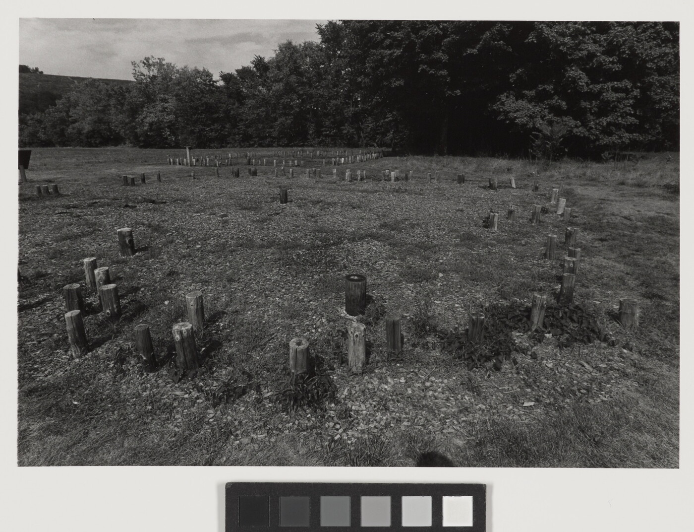 A black-and-white photograph of a grassy field with many wooden posts sticking up from the ground.