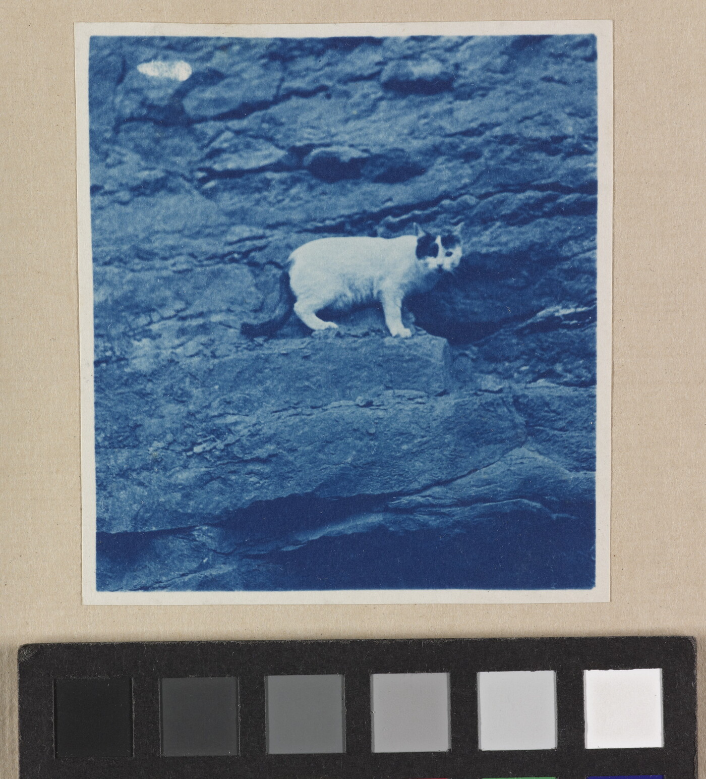 A black-and-white photograph of a white-and-black cat standing on a ledge of rocks.