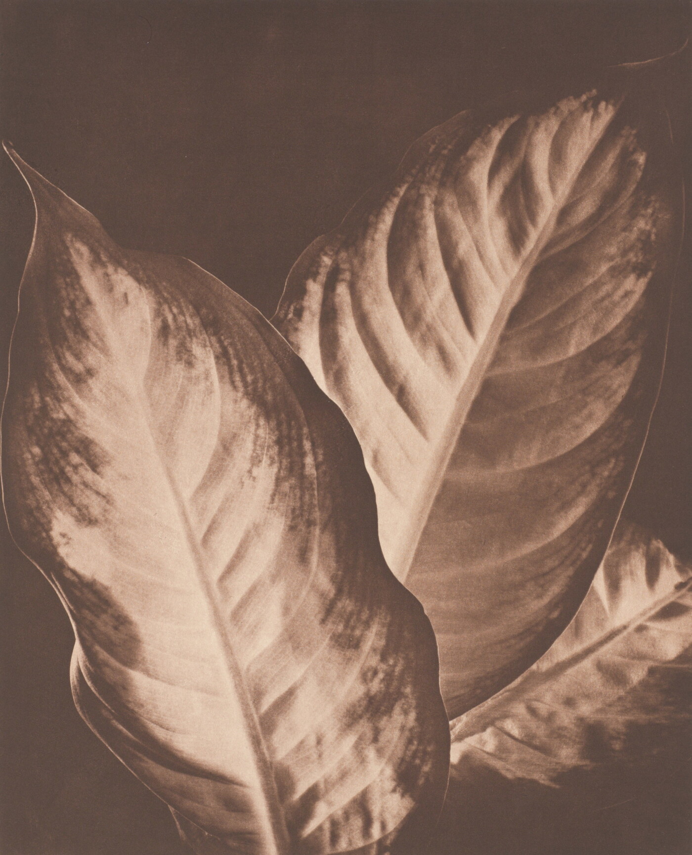 A sepia-toned photograph of three large plant leaves that are lighter in the middle and have darker edges.