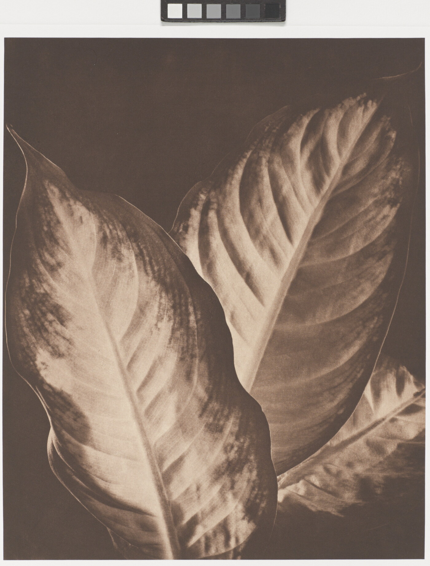 A sepia-toned photograph of three large plant leaves that are lighter in the middle and have darker edges.