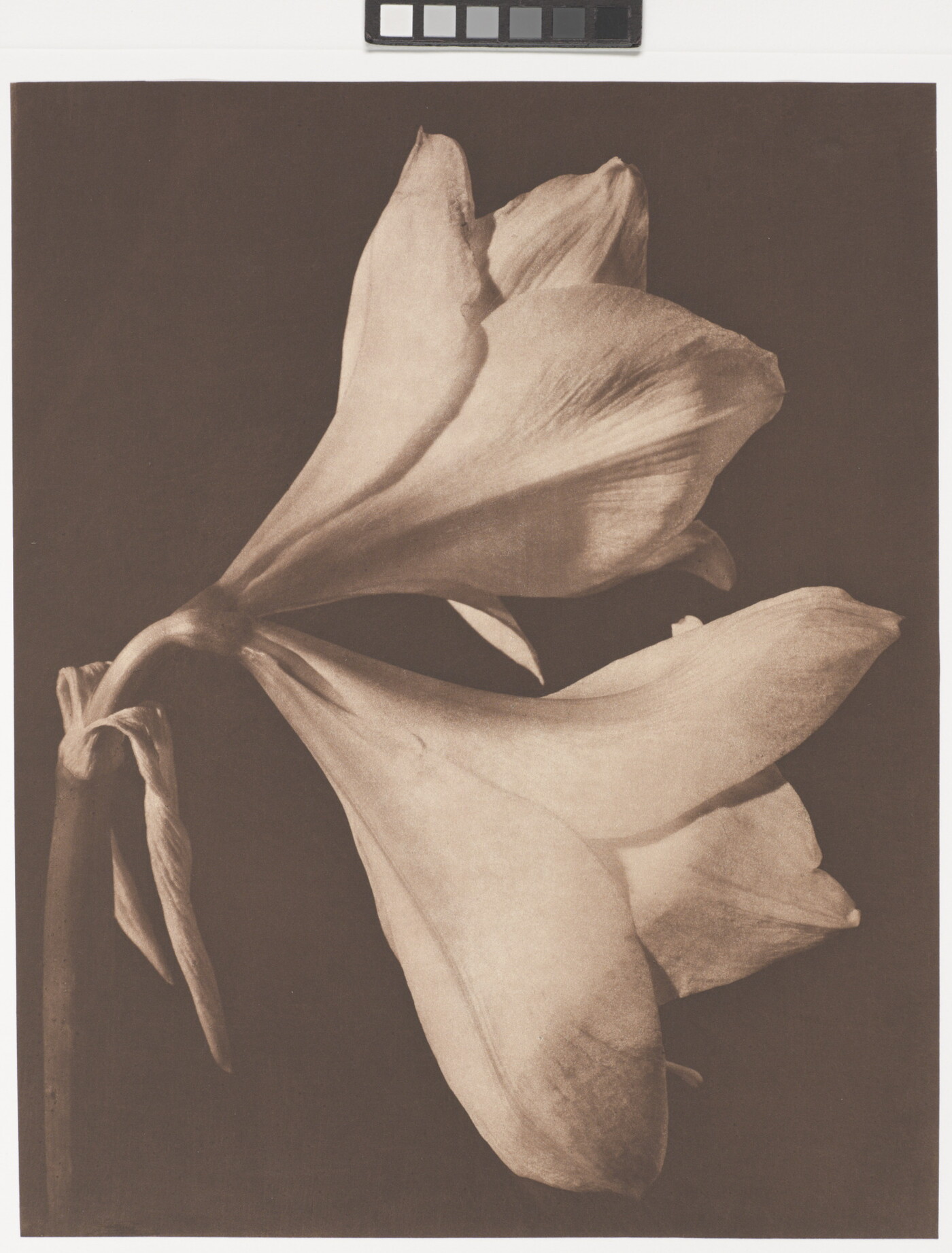 A sepia-toned photograph of two fully-bloomed, light-colored flowers.