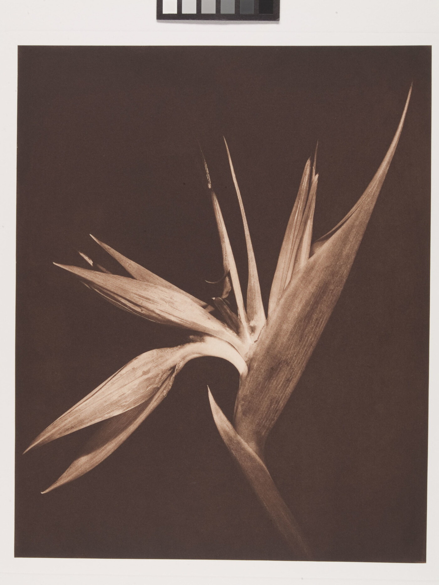 A sepia-toned photograph of a flowering plant with the pointy petals open like a fan.