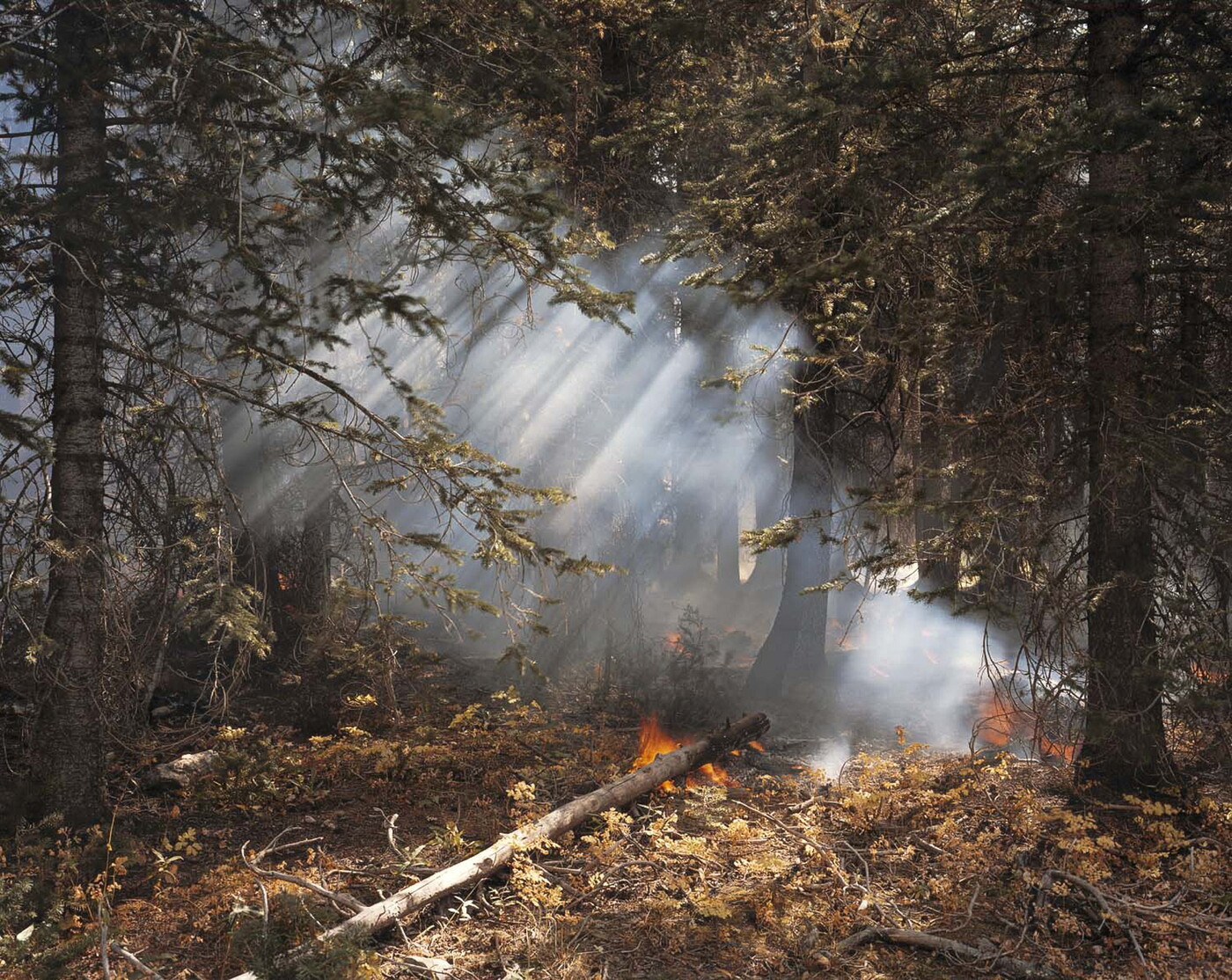 A color photograph of a smoky forest and several small fires in the leaves beneath the trees.