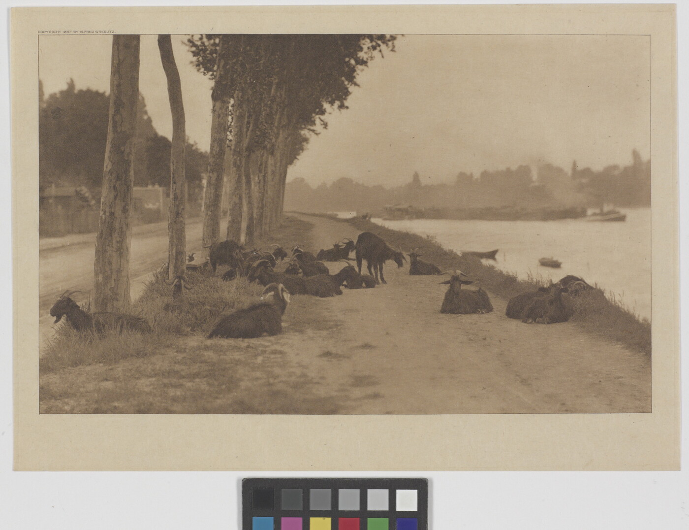 A sepia-toned photograph of a group of goats lying on a dirt path near a river.