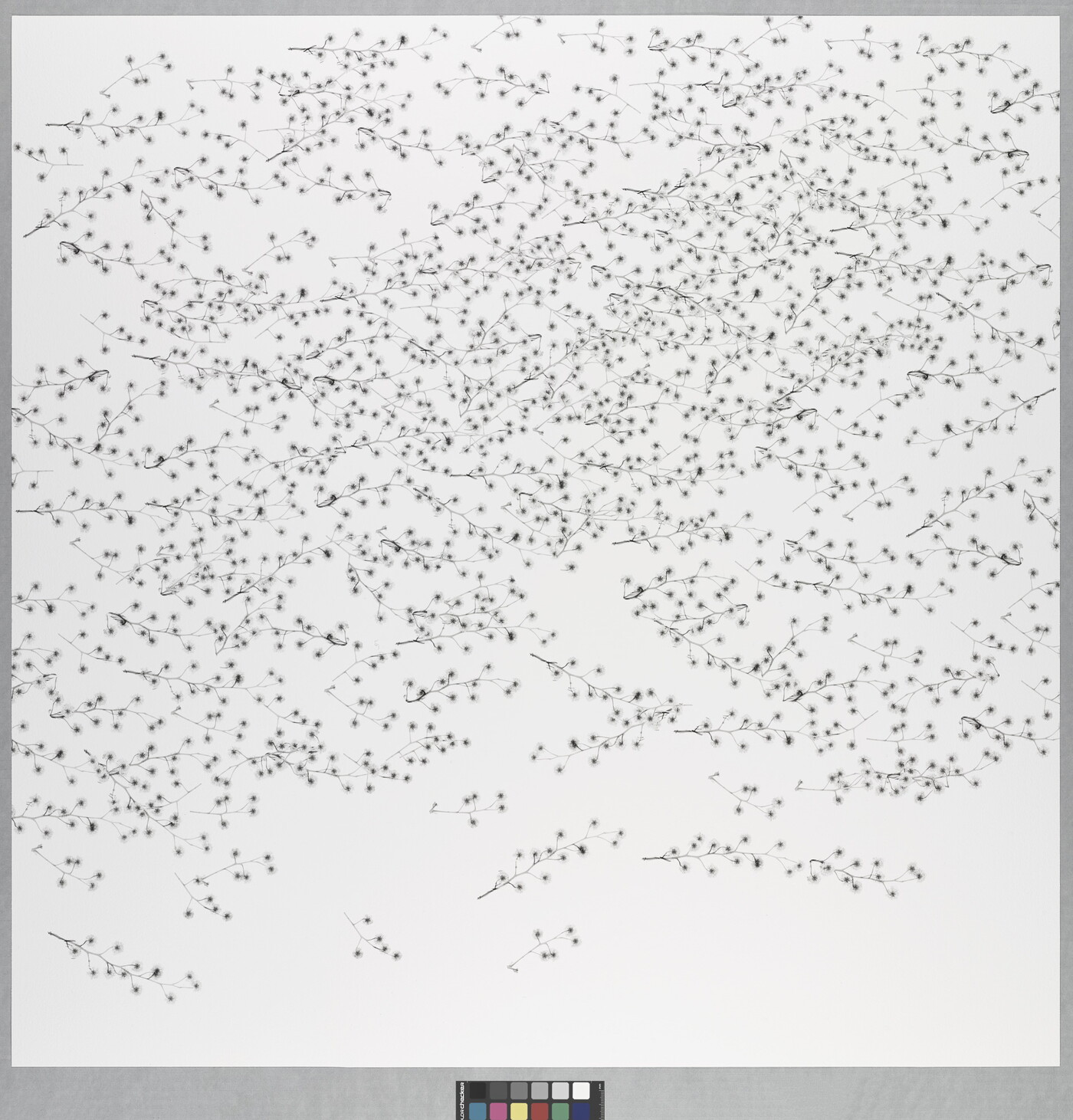A black-and-white photograph of hundreds of small stems and tiny flowers.