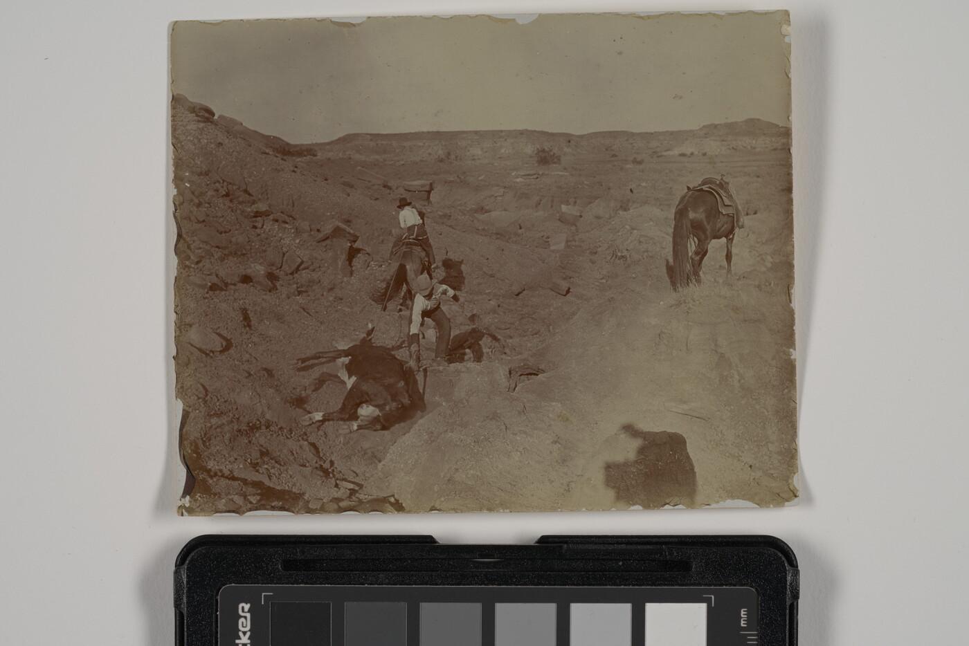 A sepia-toned photograph of two men on a rocky hillside, one on horseback, the other crouched next to a roped cow laying on the ground as his horse stands nearby.