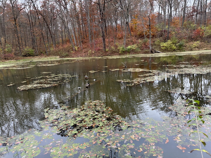 Ducks swim around a pond that is partially covered in fallen leaves and surrounded by mostly bare trees.