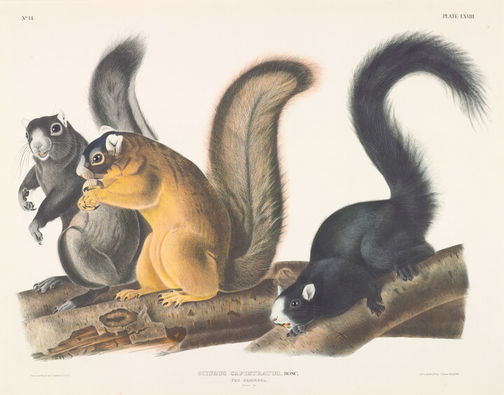 A color print of a gray squirrel, a yellow squirrel, and a black squirrel on tree branches.