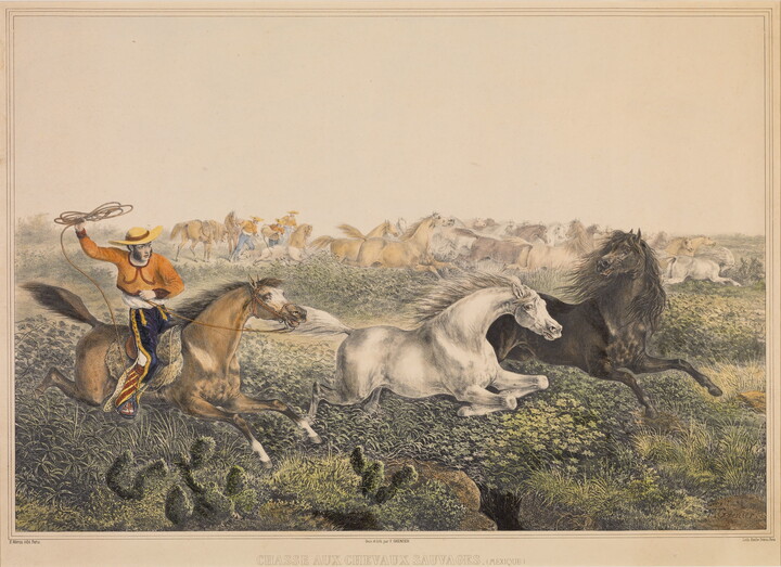 A color print of a man in traditional Mexican clothing on horseback attempting to lasso a horse from a herd of wild horses.
