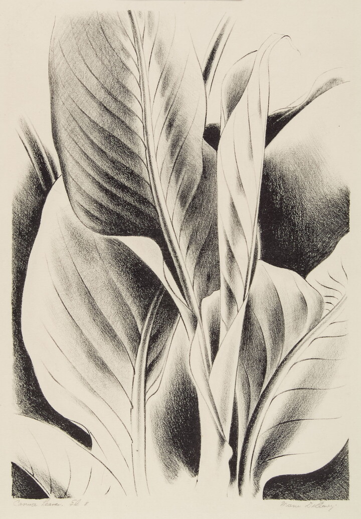 A black-and-white print of a cropped view of canna leaves.