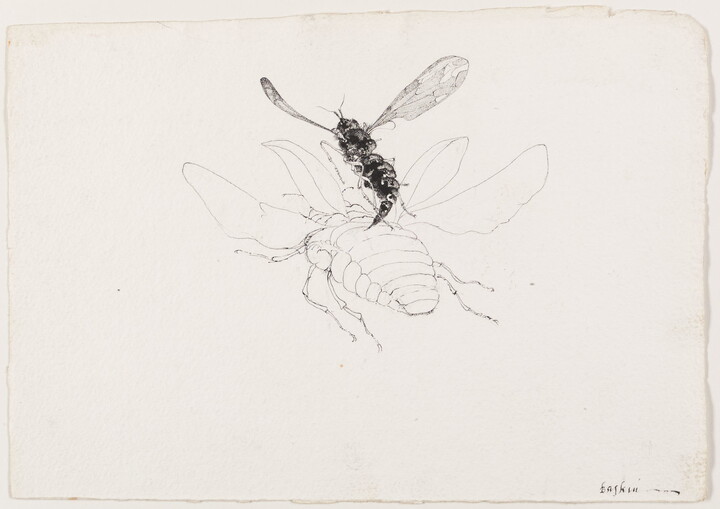 A black-and-white drawing of a close-up, rear view of a black fly hovering over a white, winged beetle.