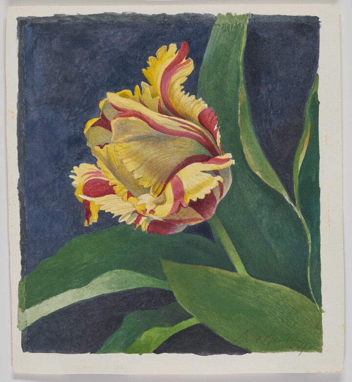 A watercolor painting of a red and yellow flower with curling petals emerging from green leaves on a dark blue background.