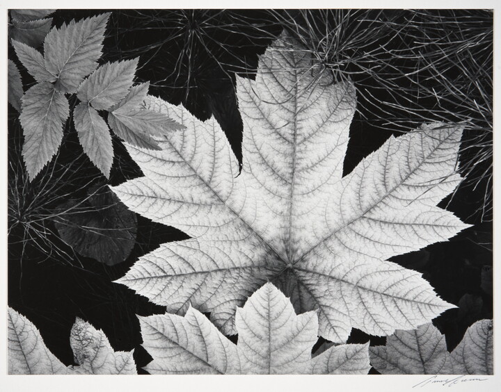 A black-and-white close-up photograph of an autumn maple leaf surrounded by other foliage.