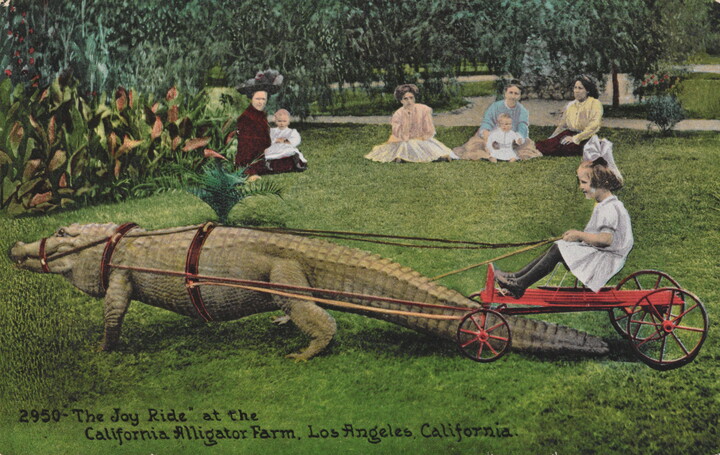 A color postcard of a young girl riding a cart being pulled by a large alligator as other women and children watch.