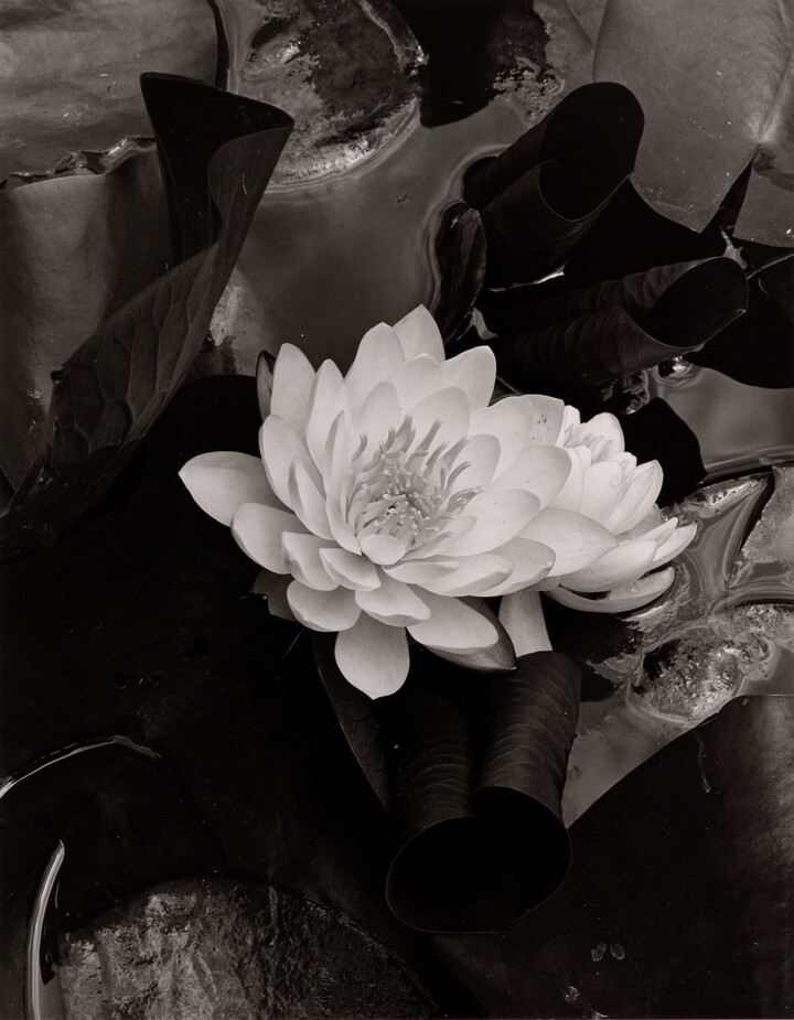 A black-and-white photograph of a white flower blooming against a dark background of water and lily pads.