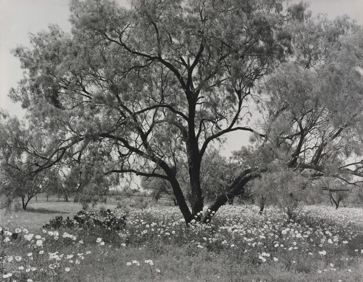A black-and-white photograph of an expansive tree with wildflowers underneath.