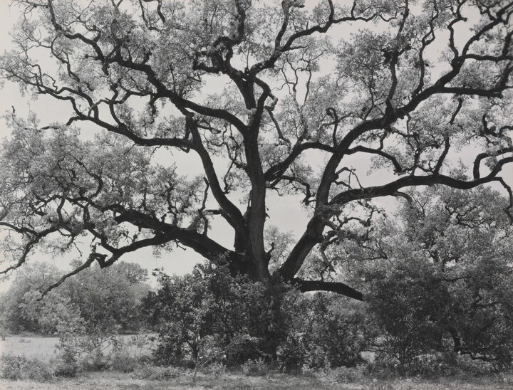 A black-and-white photograph of an expansive tree with gnarly branches.