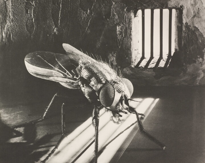 A close-up, black-and-white photograph of a fly in a prison cell.