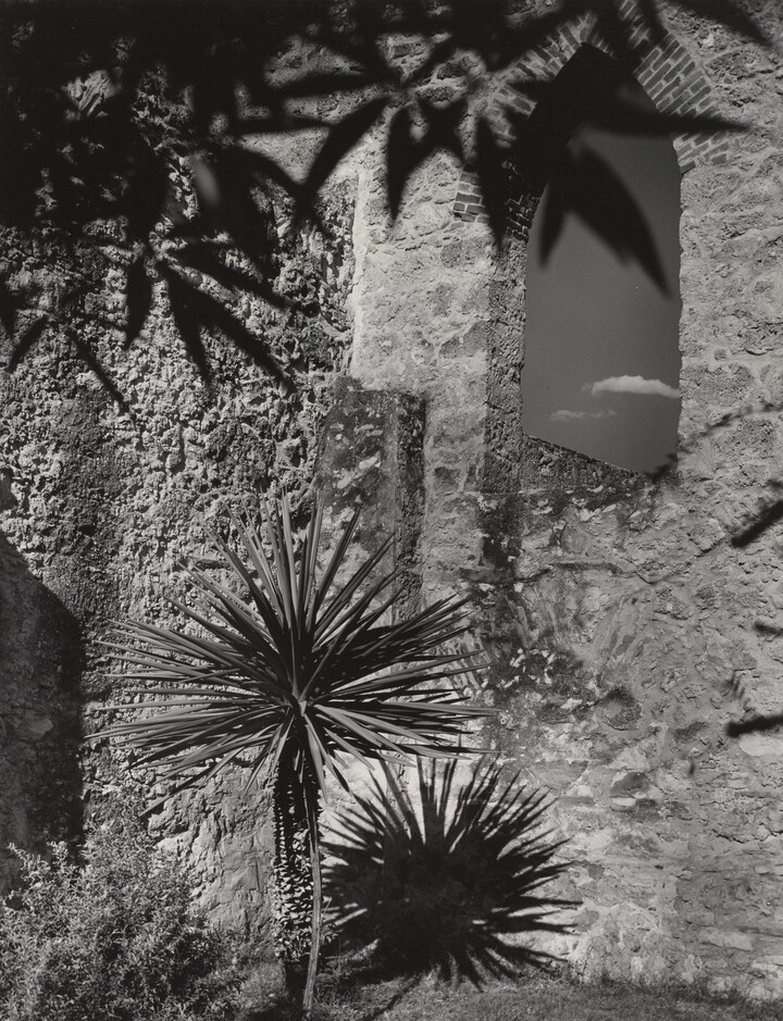 A black-and-white photograph of a small palm tree and leafy shadows against a stone wall with a lancet window.