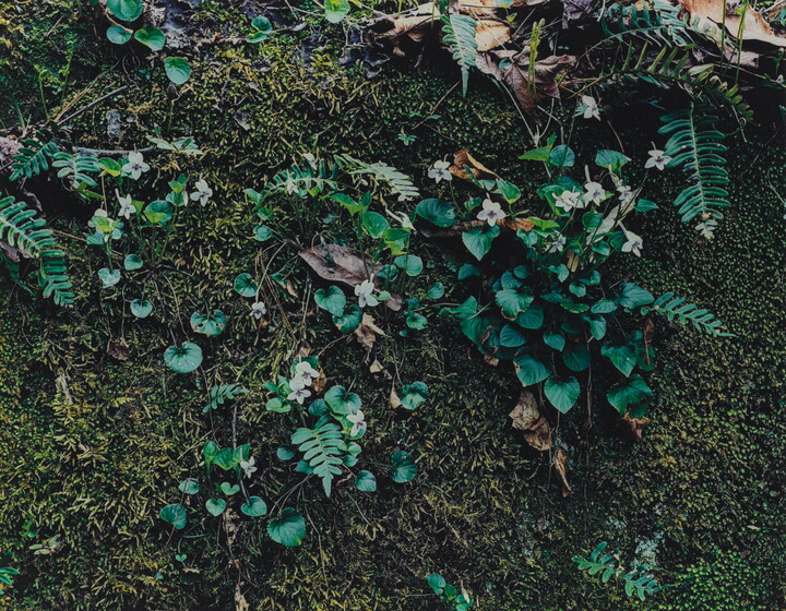 A close-up color photograph of green moss partially covered by white flowers, green plants, and a few dead leaves.