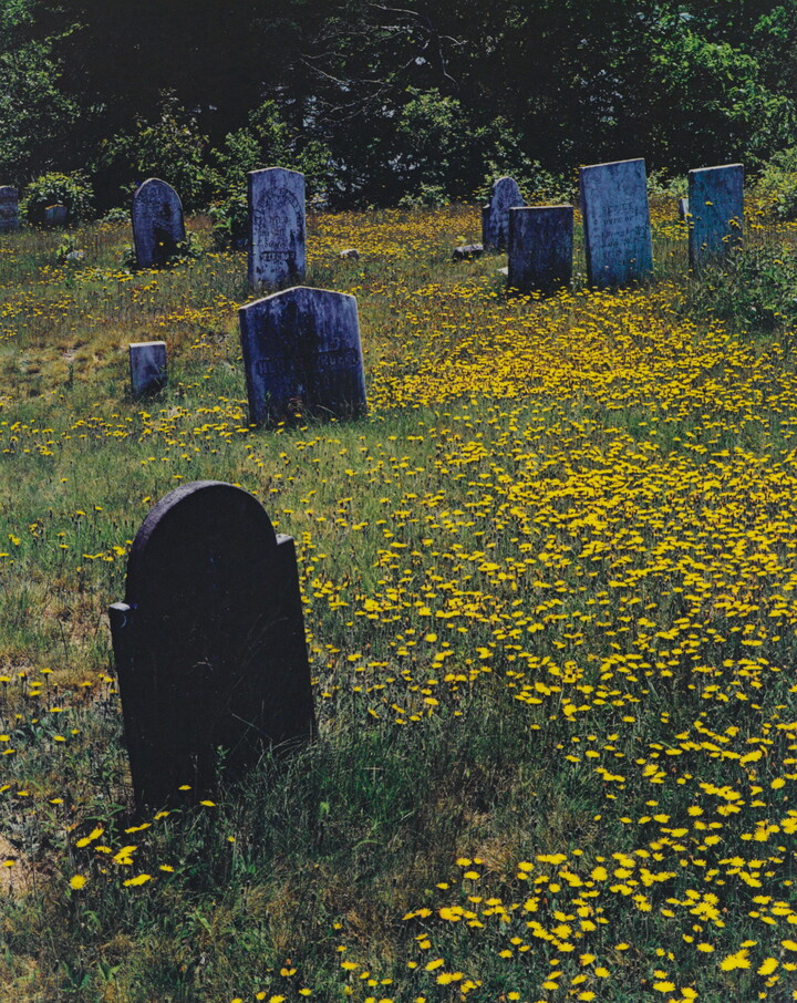 A color photograph of tombstones in a cemetery filled with yellow wildflowers.