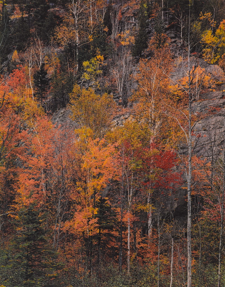 A color photograph of trees with bright yellow, orange, and red foliage against a cliff wall.