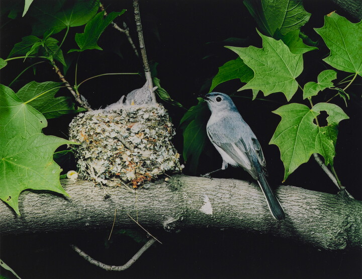 A color photograph of a bird perched next to a nest resting on a tree branch as three chicks reach up, mouths open, for food.