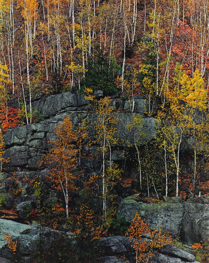 A color photograph of trees with yellow, red, orange, and green foliage growing on cliff ledges.