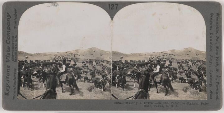 Two side-by-side, black-and-white photographs of several cowboys on their horses among a heard of cattle in a hilly field.