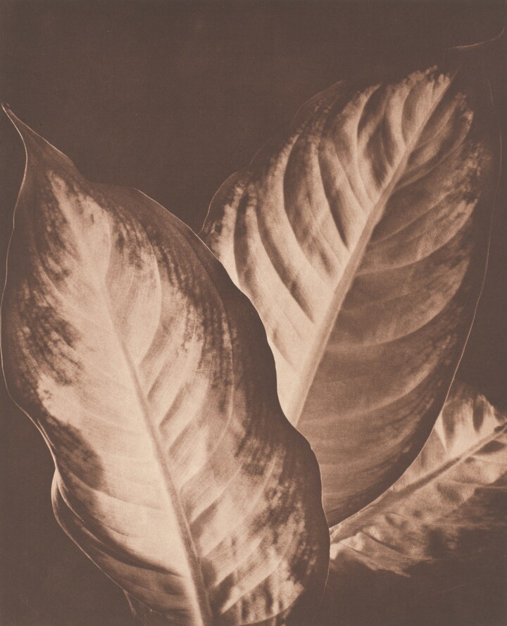 A sepia-toned photograph of three large plant leaves that are lighter in the middle and have darker edges.