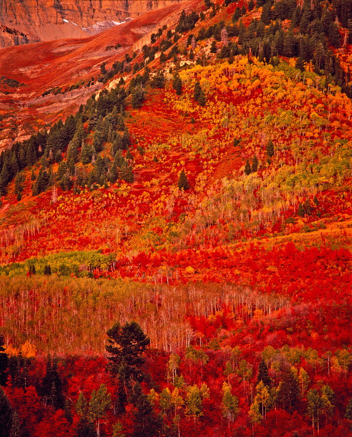 A color photograph of hills covered in autumn trees with bright red, orange, and green leaves.