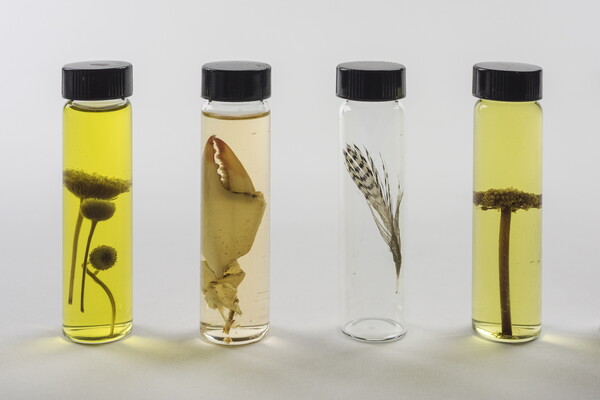 Four specimen vials containing (L-R): a flower, a crustacean pincer, a blade of grass, a stem and leaf.