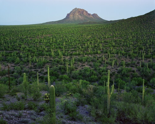 Landscape photo of a mountain in the distance and cactus in the foreground 