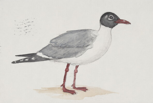 A watercolor painting of a bird with a dark gray head, light gray back and wings, and white breast.