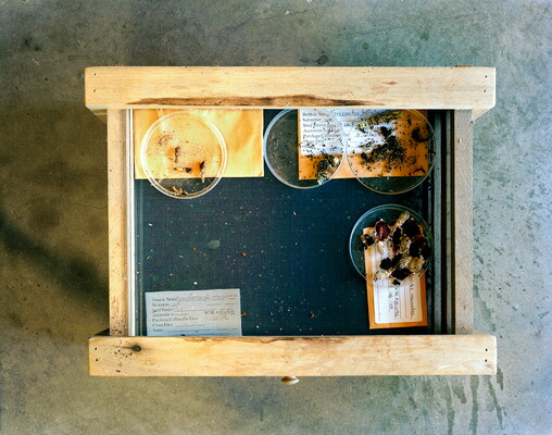 A color photograph of a wood-framed box covered with a screen containing four petri dishes containing various types of seeds.