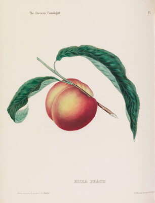 A color print of a peach hanging from a twig with two leaves.