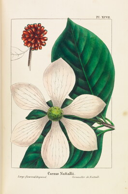 A color illustration from a book of a flower with six white petals in front of leaves and a red seed pod in the upper left. 
