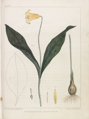 A color illustration from a book of a lily with a yellow flower and long green leaves, also showing the bulb-like root.
