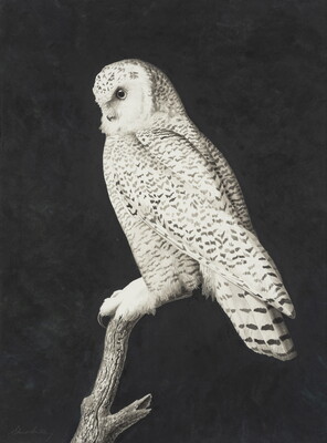 A detailed watercolor painting of a white owl with black stripes perched on a branch.