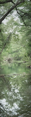 A tall, vertically-oriented color photograph of a verdant, tree-lined creek.