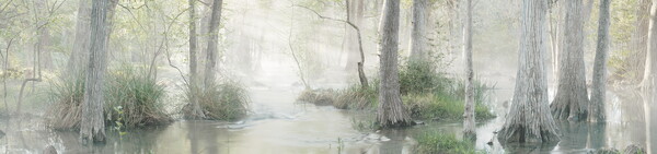 A horizontally-oriented color photograph of cypress trees growing in swampy water.