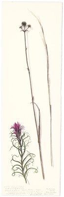 A vertically-oriented watercolor of prairie grasses and flowers.