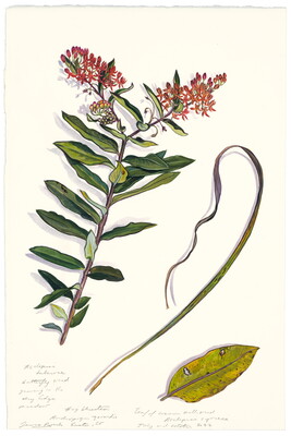 A watercolor of a flower, a long stem of grass, and a leaf.