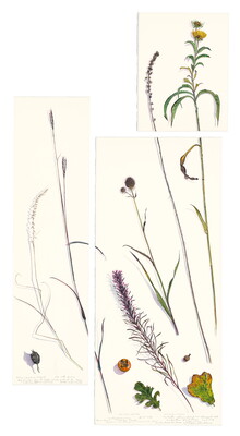 A watercolor that extends across three different sized canvases of prairie grasses, flowers, leaves, and seed pods.