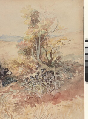 A detail of the brush in a watercolor of two sporting dogs pointing to some brush in a field while a hunter stands back holding his rifle.